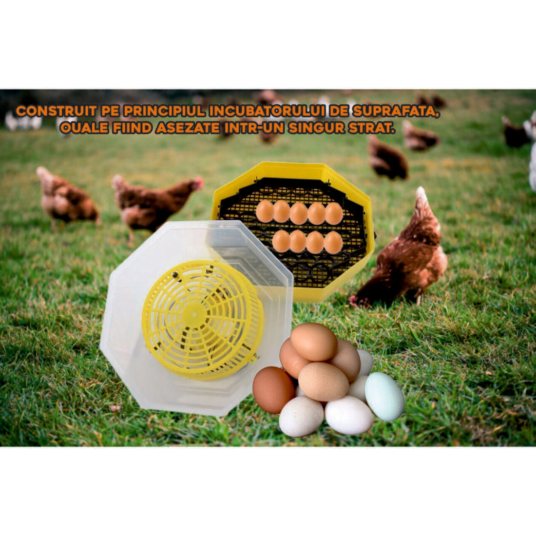 Incubator electric oua (clocitoare) Cleo 5, 230 V, 60 oua capacitate, 38°C temperatura incubare