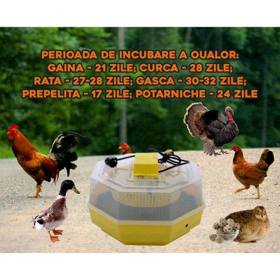 Incubator electric oua (clocitoare) cu termometru Cleo 5T, 230 V, 60 oua capacitate, 38°C temperatura incubare