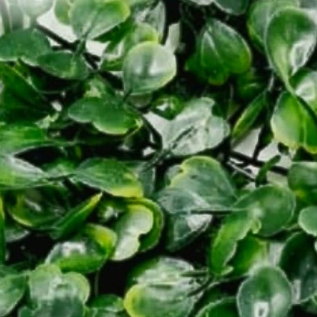 Panou Verde Decorativ Artificial cu Frunze Mici 60x40 cm